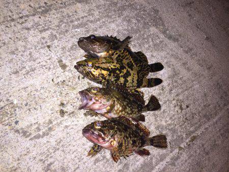 癒しのガッシー